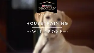 Puppy Training The Wildrose Way: Housebreaking Your Puppy