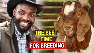 BIG MISTAKE!!: Breeding Your Livestock In The Rainy Season Vs Dry Season