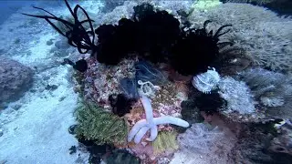 Diving in Philippines, Sabang, Puerto Galera