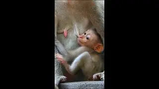 The Best Milk Newborn baby So happy When Get Full Milk