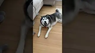 POV: Your husky is the most dramatic dog on the planet 😭