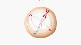Mitosis Animation