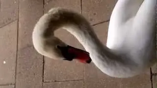 Swan Attacks Me