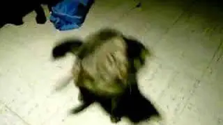 cat vs. electric tooth brush
