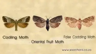 Insects and Pests