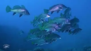 La vita nel Blu dell'Argentario