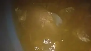 CRIA&Ccedil;&Atilde;O DE PEIXE: TAMBATINGA EM CAIXA D'&Aacute;GUA!