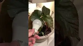 3000K  lights for house plants