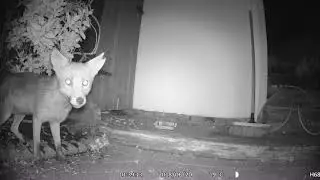 Apeman H68 Trailcam Night Footage Quality - Fox in the Garden