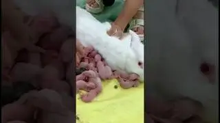 BABY RABBIT BREASTFEEDING | RABBIT NURSING #rabbit #babyrabbit #shorts