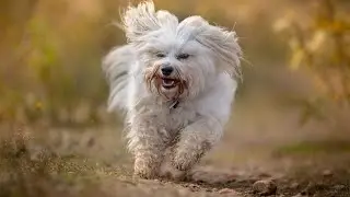Havanese Puppy Socialization: Steps for a Well-Adjusted Dog