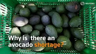 Why is there an avocado shortage?