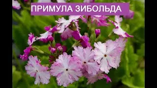 Сеянцы примулы Зибольда( Primula sieboldii).Цветение примулы у меня в саду  видео