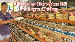 Harvesting Of Dekalb White Egg | Backyard Layer Chicken | RAFFYBOY 
