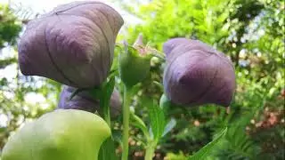 2021-07-31 Ballonblume (Platycodon grandiflorus); Zeitraffer Entfaltung v. Ballon z. offenen Bl&uuml;te.