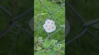 Permaculture Plant Profile Morning Glory! Beautiful, Weedy, Low maintainance, high blooms!