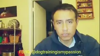 Balanced vs purely positive dog training