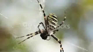 MACRO CLOSE UP ON SPIDER EATING PREY SCARY BLACK AND YELLOW STRIPES BIG SPIDER BIG SPIDER CLOSE UP A