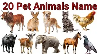20 पालतू जानवरो के नाम | Learn 20 Pet Animals with Pictures | Pet Animals Nursery Class