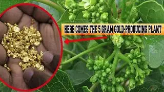 Here comes the 5 Gram Gold-Producing Plant