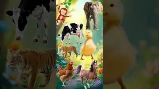 Cute Farm Animals: Dog,Cow,Duck,Tiger-Animal Video