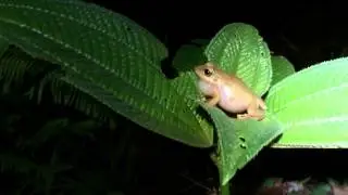 Eleutherodactylus coqui Call