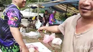 mela lauk kena berami,.part 1, #myhappyness #myvlog #mystorylife 
