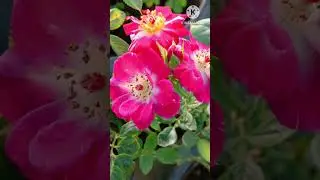 stripped Rose/ CANDY STRIPE /@mjterracegarden4935 /#shortsfeed