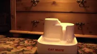 Cat Mate - Testing The Water!