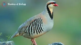 Chukar Partridge: The Most Stunning Bird of the Mountain
