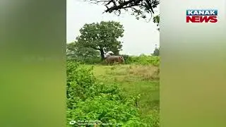 Reporter Live: Wild Tusker Wreaks Havoc In Sundargarh Village | Crops Destroyed, Houses Damaged