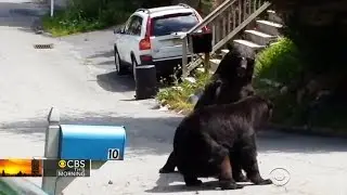 Video captures bear fight in New Jersey suburb