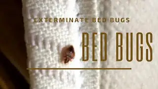 Exterminate Bed Bugs Singapore | Pest Control Service on Call | Pesticon +65 88007378 (8800PEST)