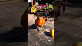 Rooster comedy video। Laugh-out-loud chicken antics will crack you up।।