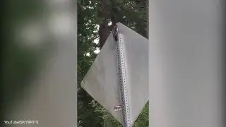 Woodpecker decides to take on a street SIGN
