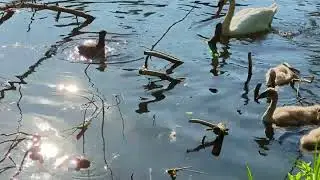 Swan vs. coot