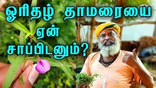 ஓரிதழ் தாமரையை ஆண், பெண் எதற்காக சாப்பிட வேண்டும்?  | orithal thamarai benefits tamil | Tamil nalam