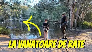 La vanatoare de rate sau  dansul Rațelor pe Lac in Underwood Park Brisbane Australia