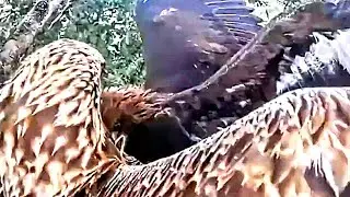 CHICK FLEDGED. BEST WISHES BIRDS KING &hearts;️. 2024 SEASONS LAST VIDEO. GE NEST 2 ON DEFENCE FORCE FIELD.