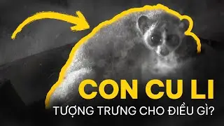 HÀ NỘI và những THẾ HỆ LỆCH NHỊP — CU LI KHÔNG BAO GIỜ KHÓC