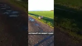 Баран снёс ворота #shorts