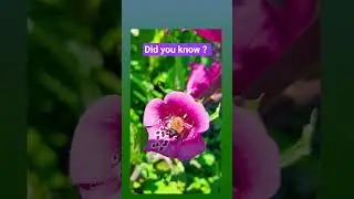 Bee's pollinate 1/3 of the worlds food 😘 #bee's #pollinator #shortsvideo  #shorts #naturelovers