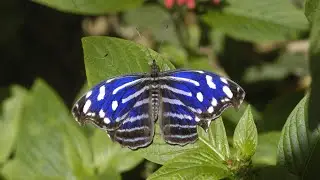 Butterfly Rainforest Moment: Tropical Blue Wave