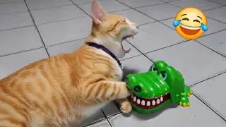 Hilarious Cats Moments 2025 Try Not To Laugh