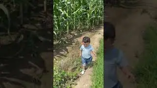 Baby Ducks -  Cute and Funny Baby Duck Videos Compilation #3 #cuteduck #duck #short #duckling