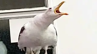 Seagulls feeding noise | black headed gull sounds | Seagulls Sounds 