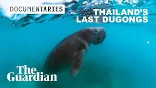 Can an influencer save Thailands last dugongs? | Documentary