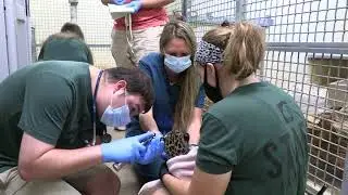 Jaguar Cub Wellness Check Up with the Vet Team