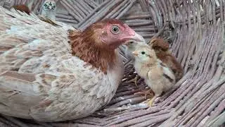 Amazing new cross breed rooster crowing sounds effect in the morningHan children enjoy#roostersound​