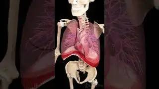Diaphragm, Heart & Lungs in Motion | 3D Anatomy Animation